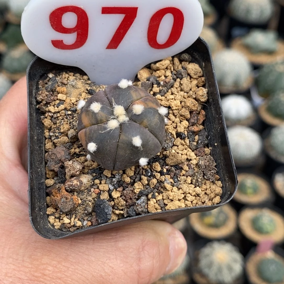 970福利兜锦来了哦亲
