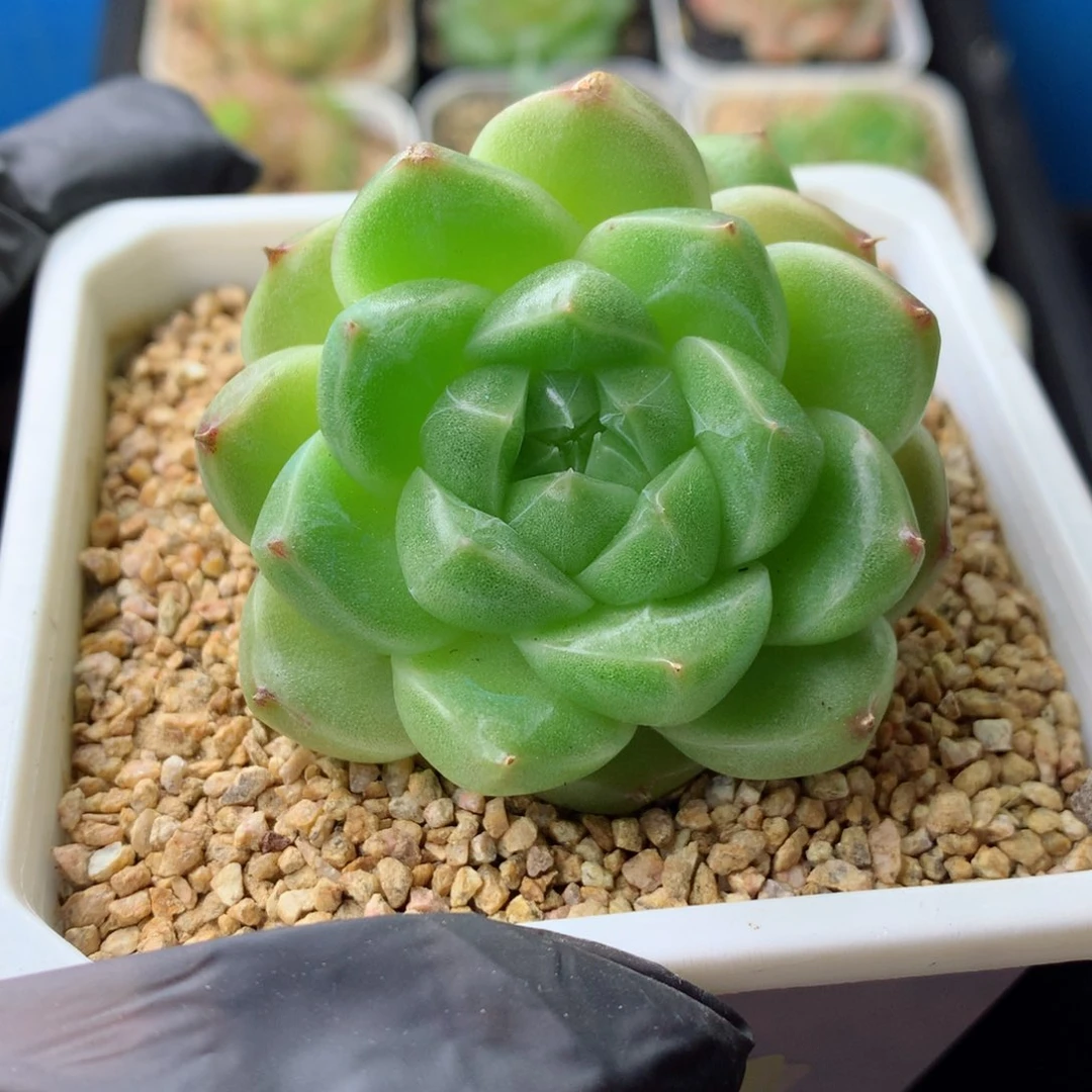 58包邮群生不包整150多肉