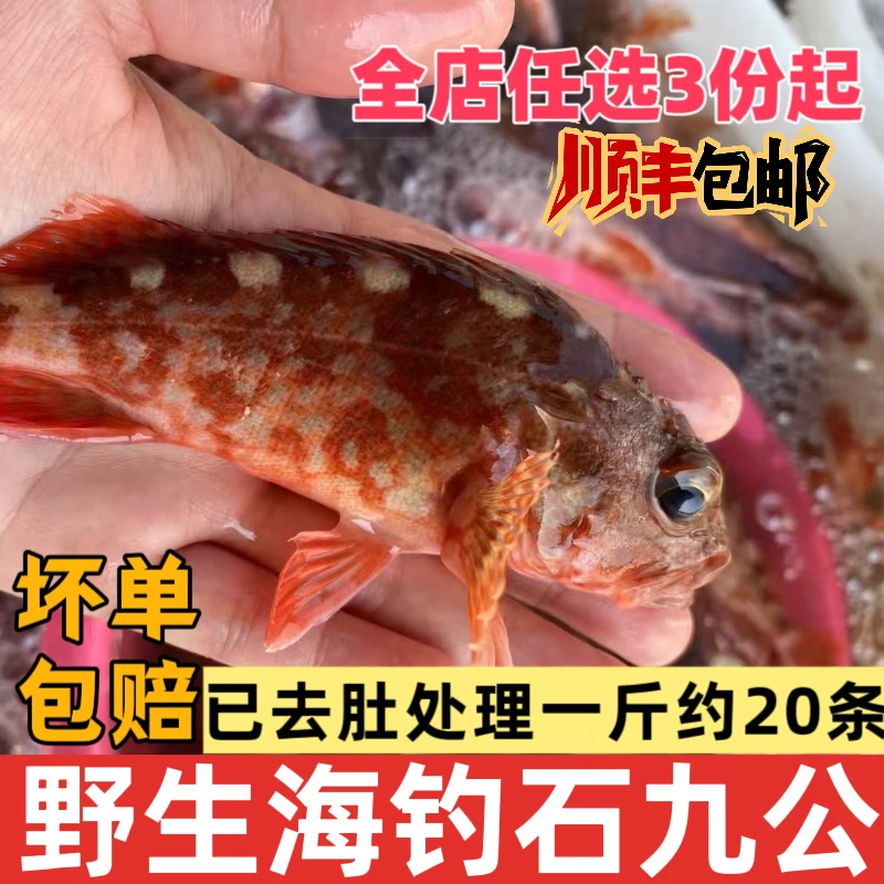 石翁鱼海钓煲汤海鱼新鲜潮汕海鲜水产小红斑小石斑虎头鱼石九公鱼