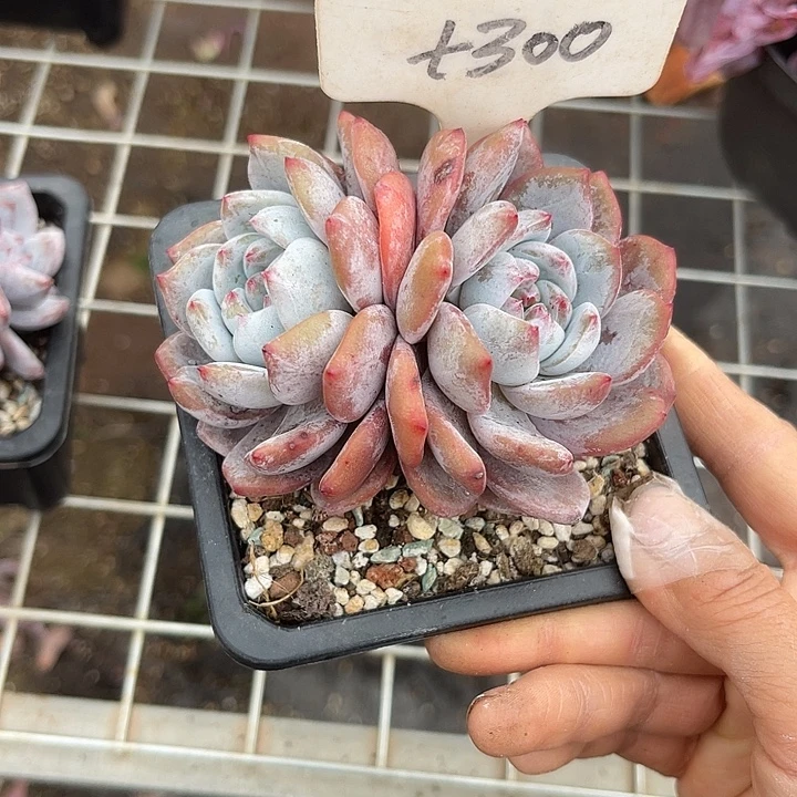 两单包邮，一物一拍300石榴