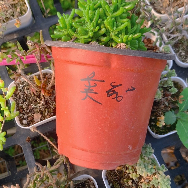 美***了蜜橘大盆枝干番杏