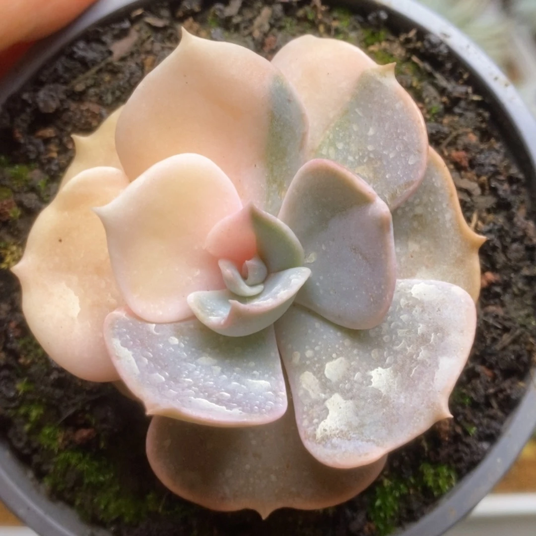 080双子座锦锦锦锦锦锦锦锦