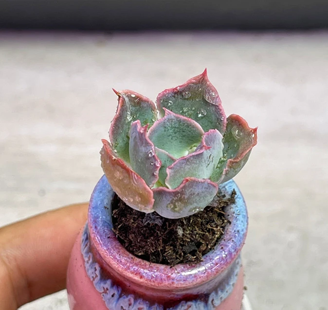 （满9.9包邮）小晚霞之舞 多肉植物3厘米左右