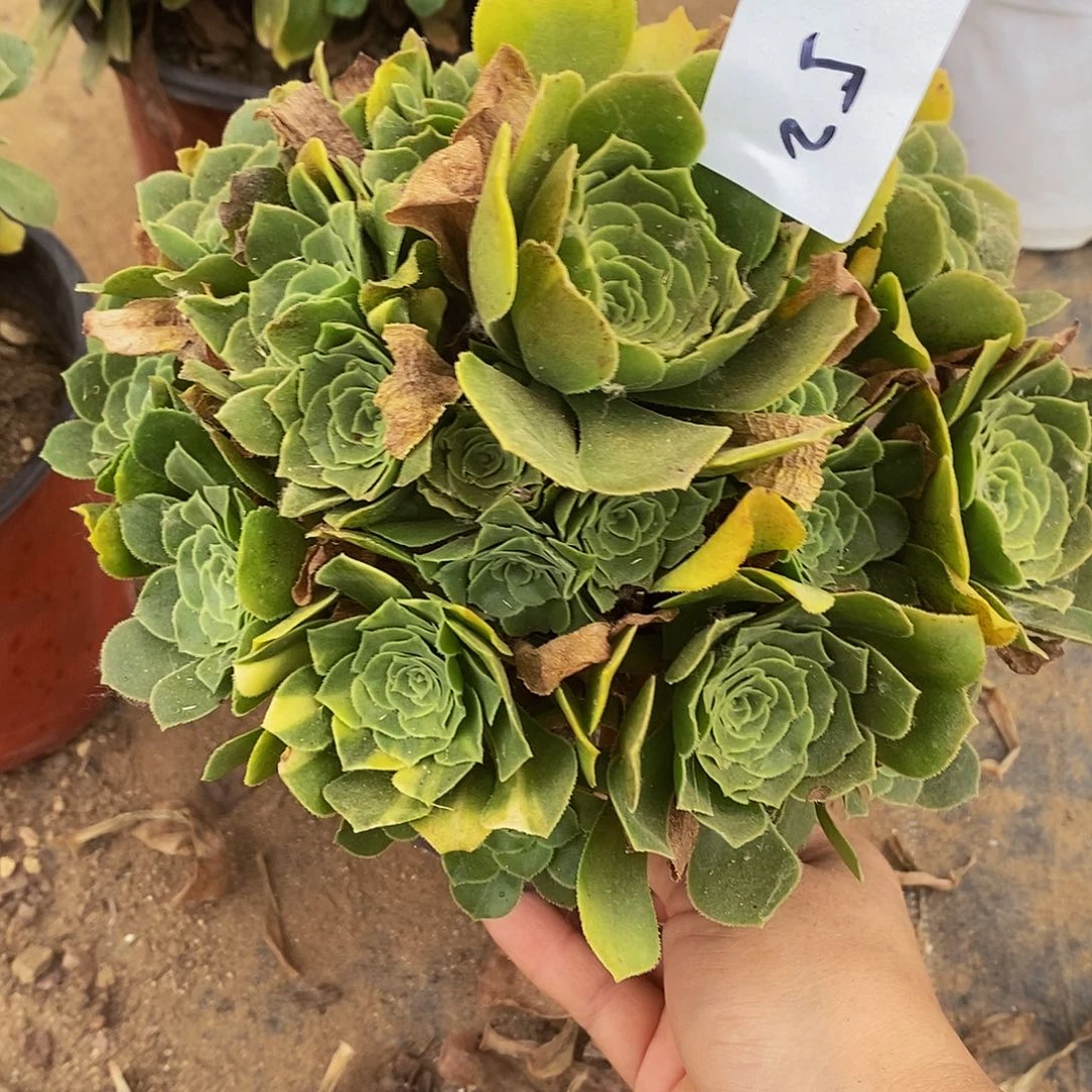 52绿羊绒多肉法师锦多肉