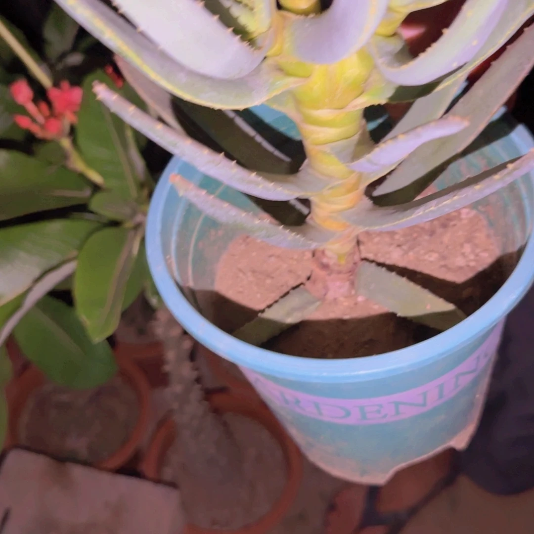 w***t块根植物块根植物