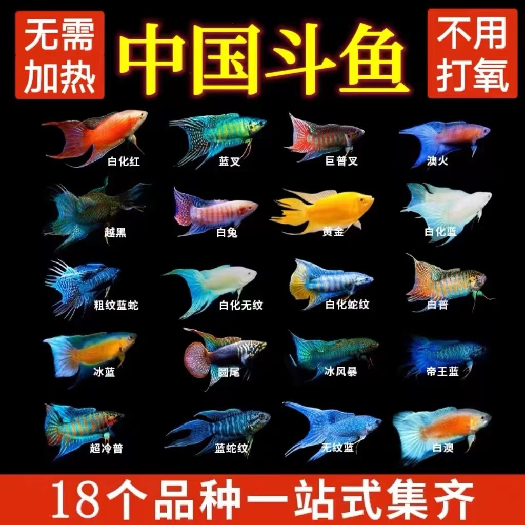 【直播间专用链接、一物一拍】中国斗鱼观赏鱼耐养活体冷水鱼国斗