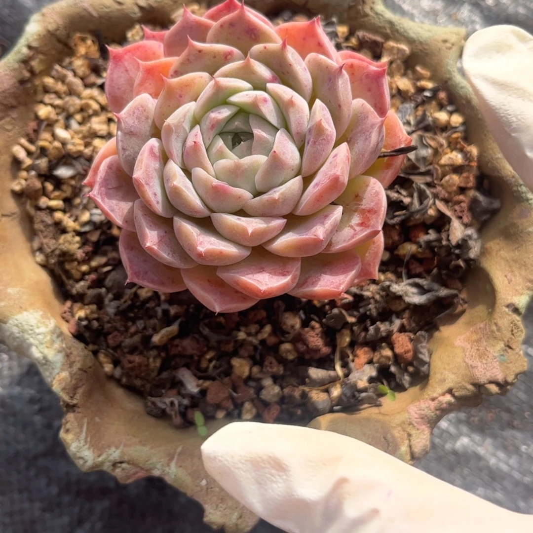 好姑娘多肉园艺，杂交