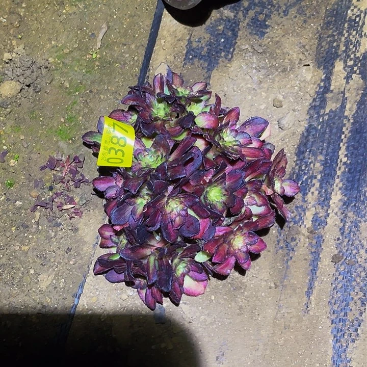 0387海王七彩根没扎好多肉植物