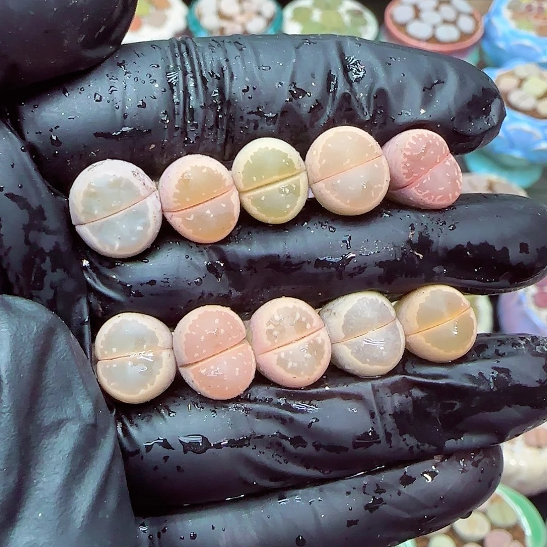 生石花满18包邮0105-90