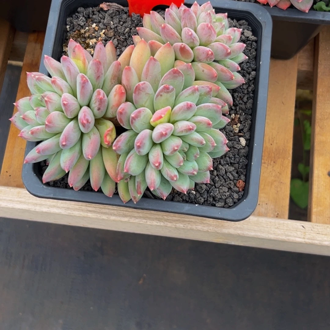黔***负1525下午多肉植物群生