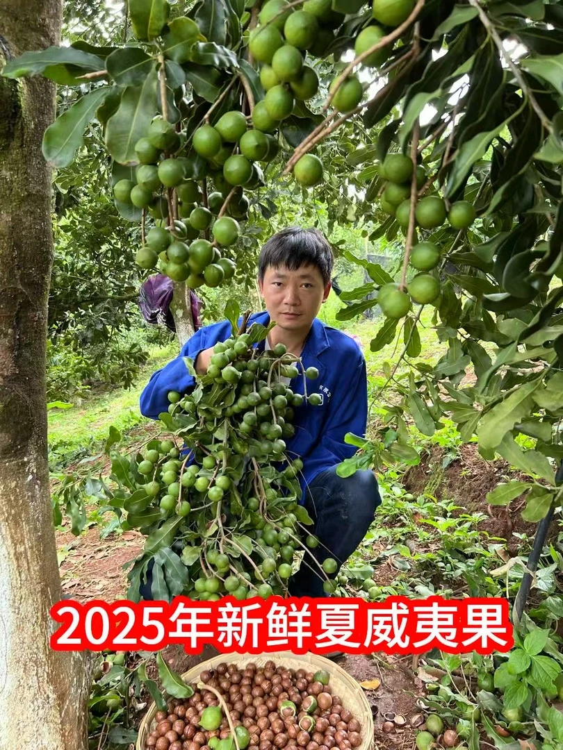 2025年云南新鲜夏威夷果新鲜采摘带绿壳发货孕妈坚果半斤/2斤/5斤