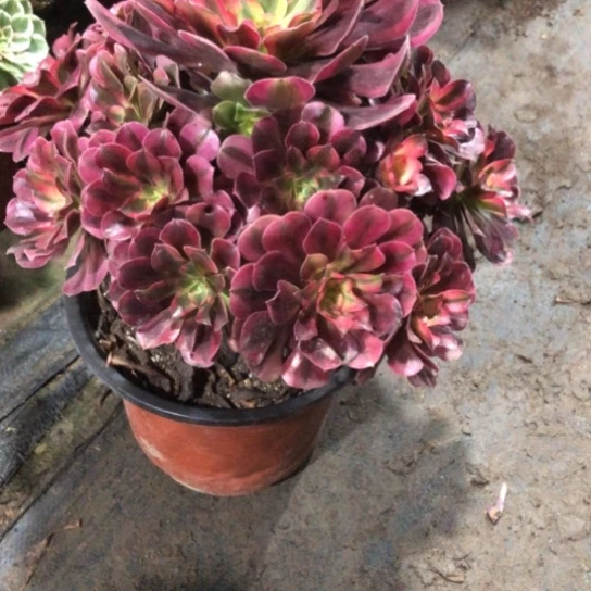 无花朵美杜莎法师多肉植物329黑