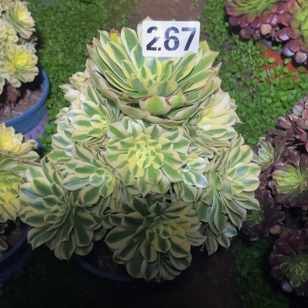 多肉法师267号迈巴赫发货不包损