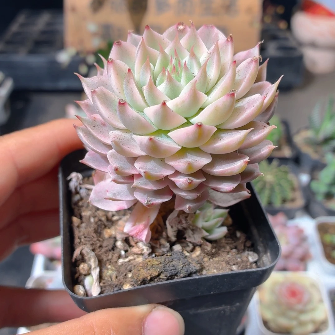 玛格丽特锦多肉9.9包邮发货