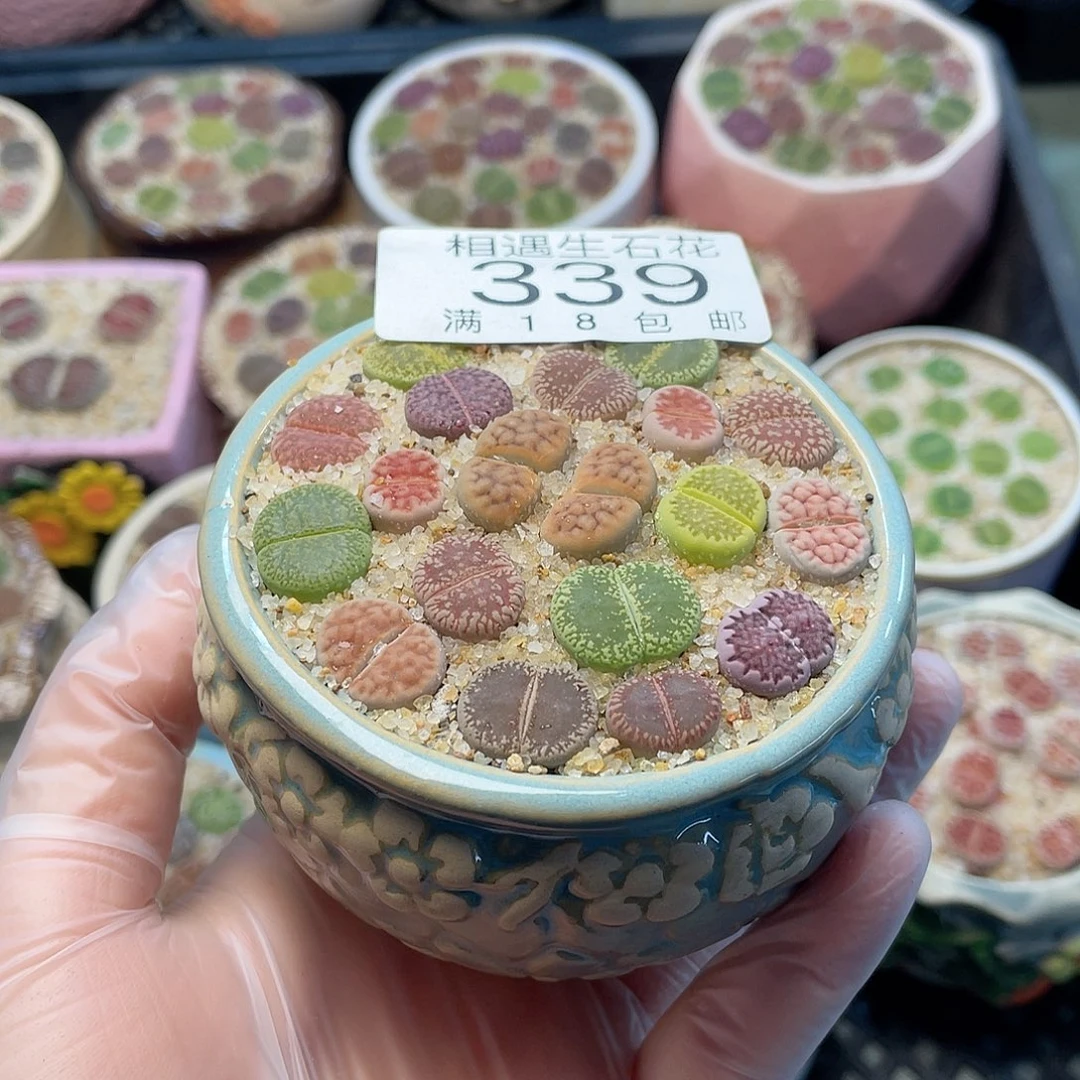 相遇开播福利339