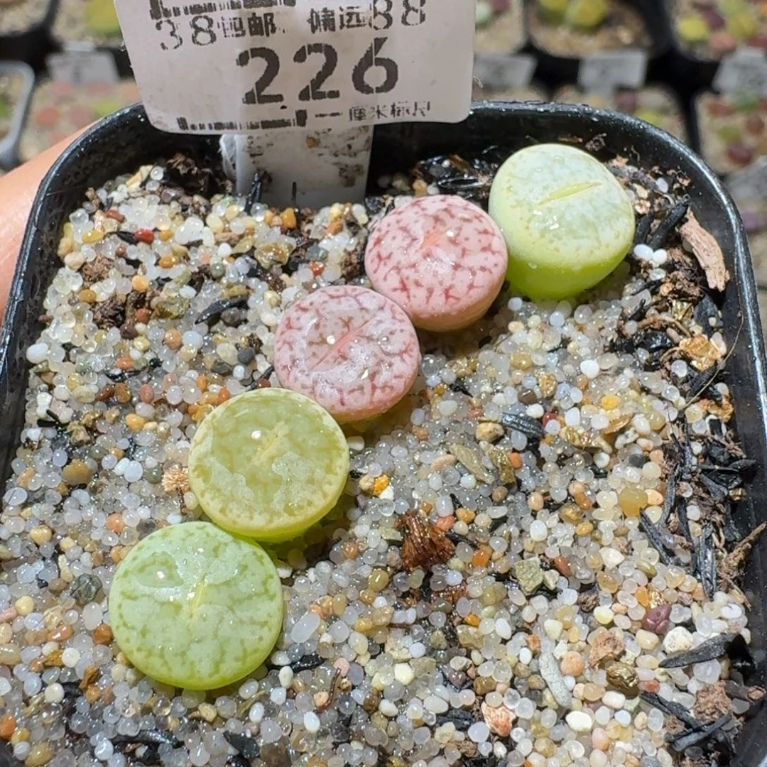 Sss精品生石花 226