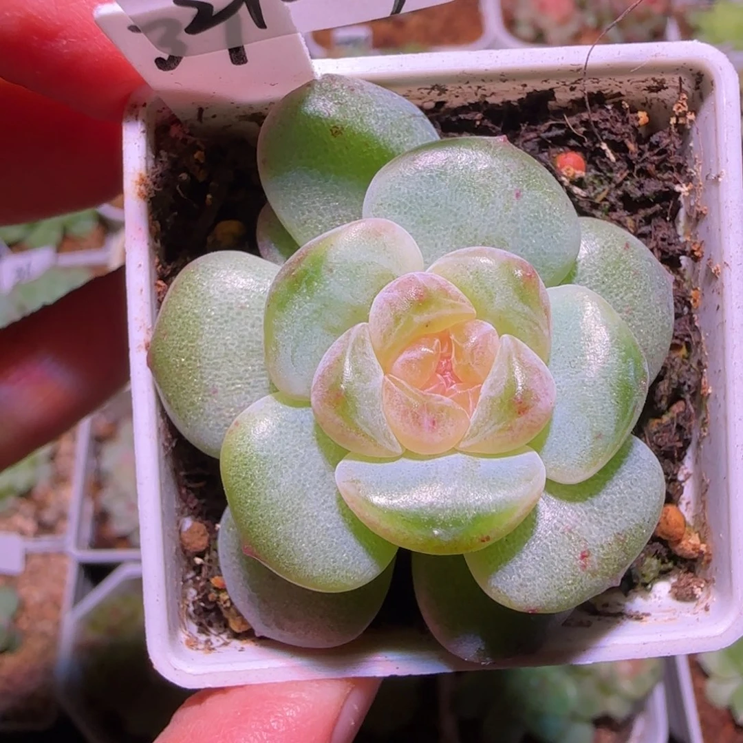 21-19福利紫烟单头