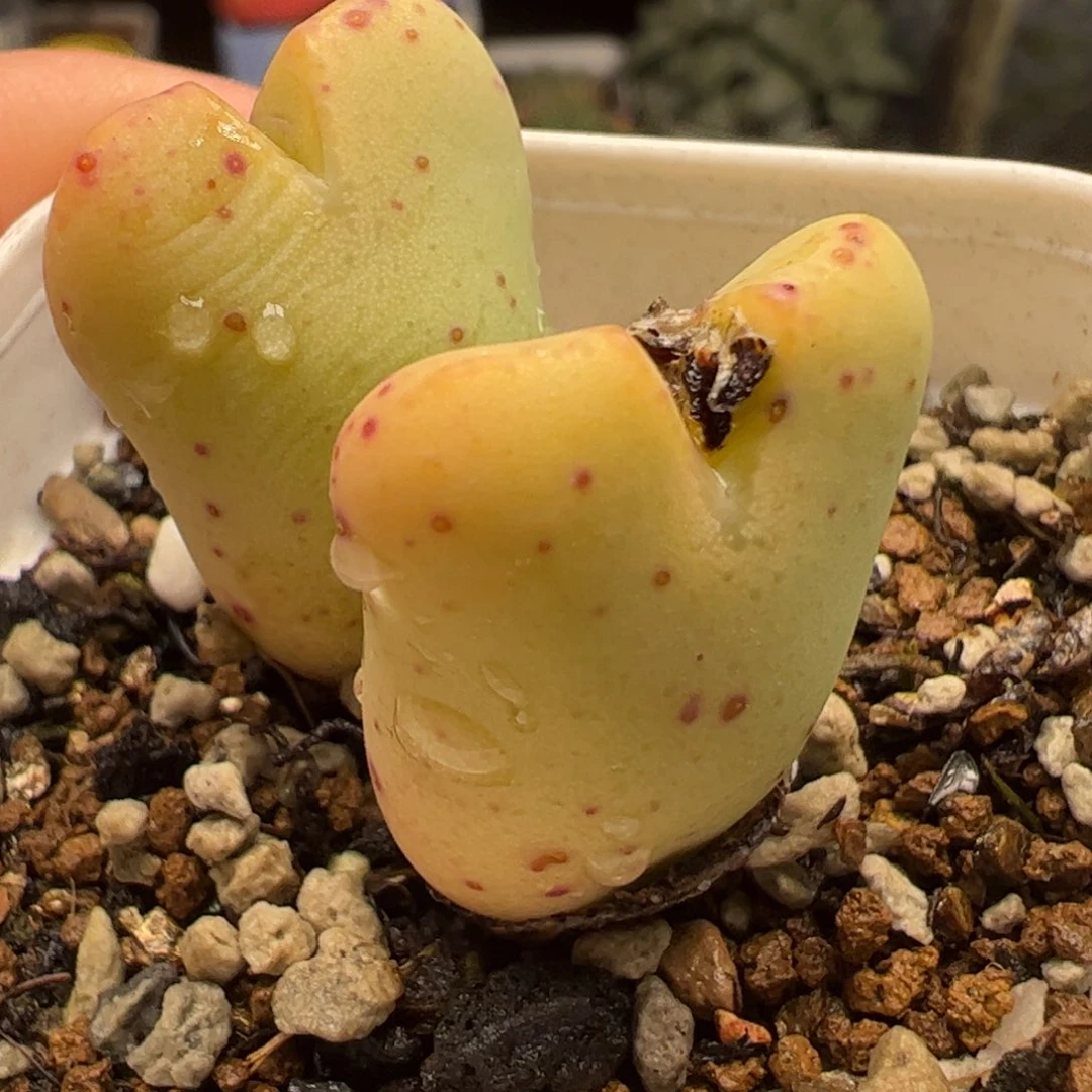 多肉植物百科654