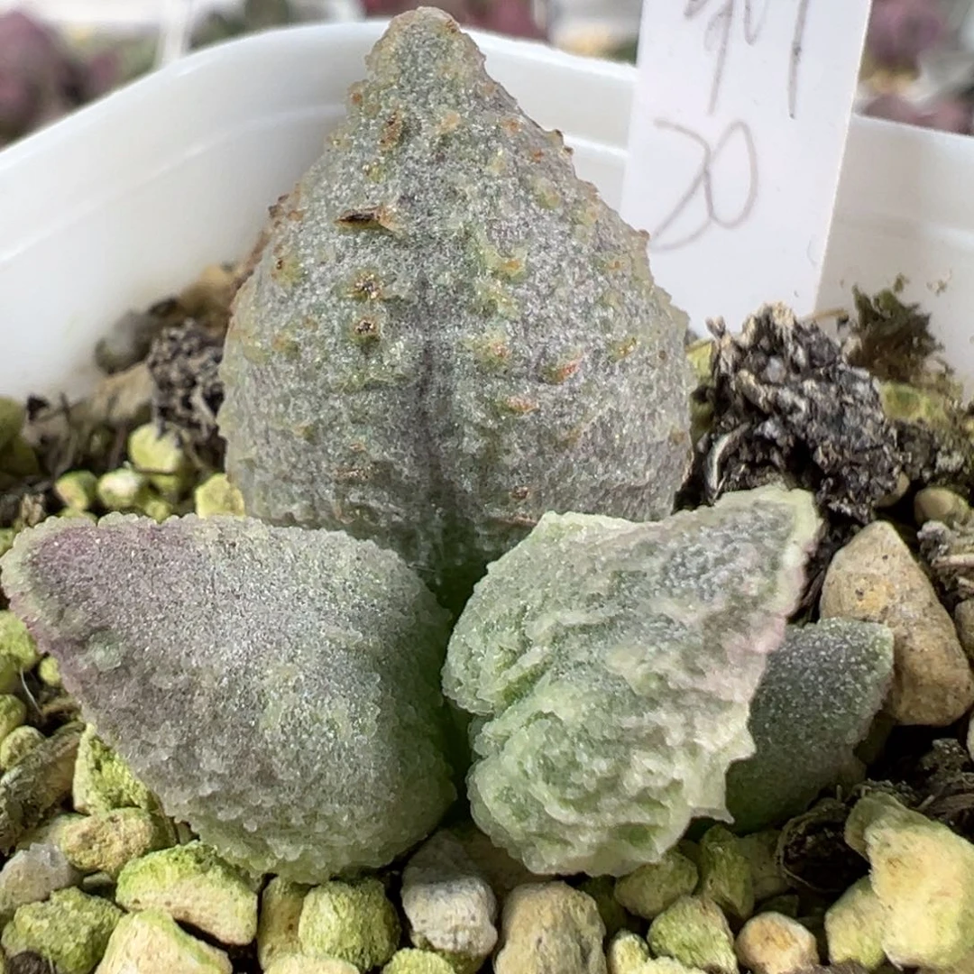 w倒刺多肉植物水泡