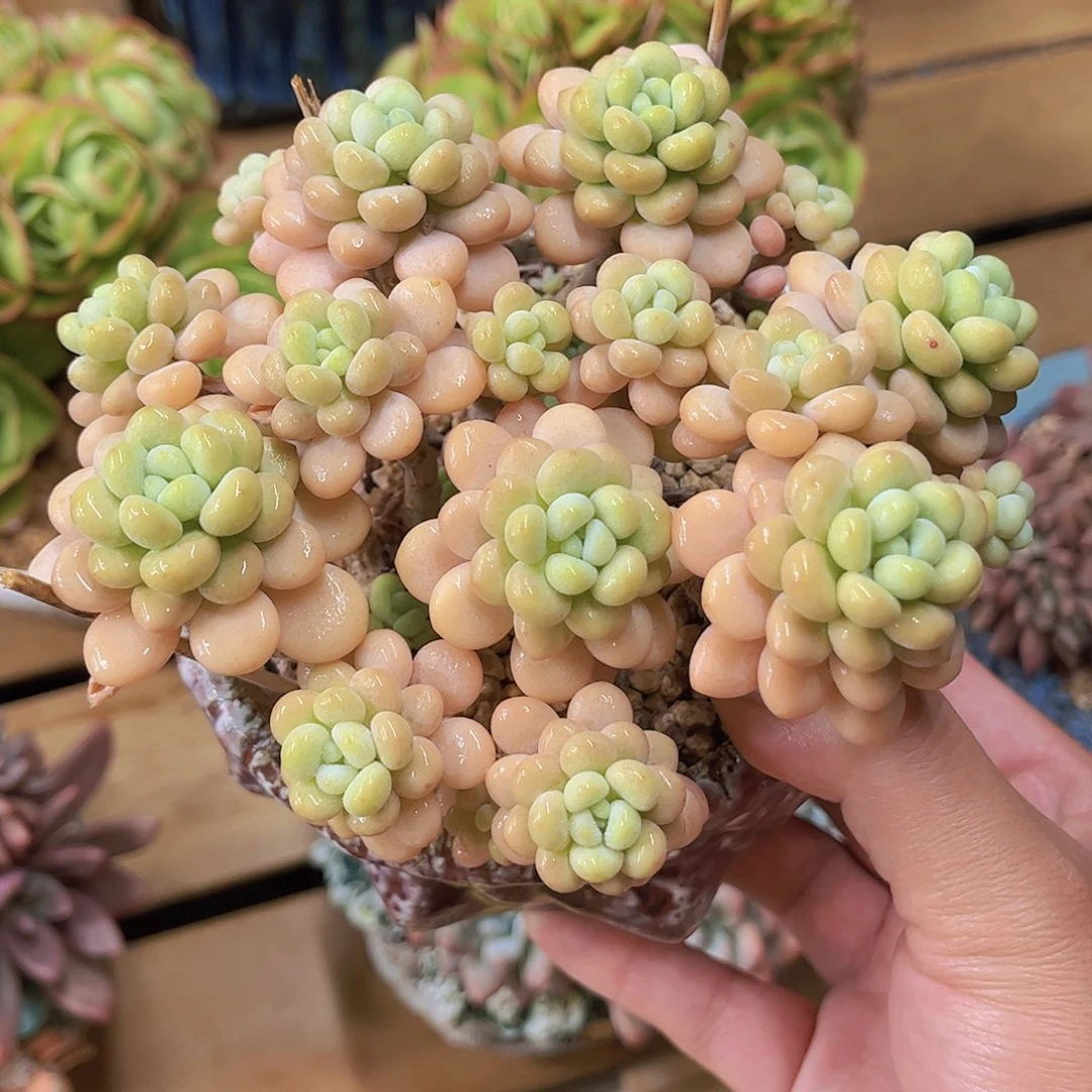 韩版洛可可精品多肉