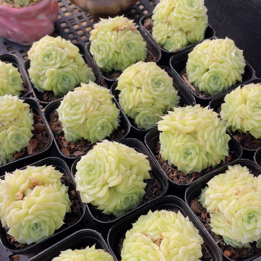 量拍142号 白天鹅麦秆群生一个