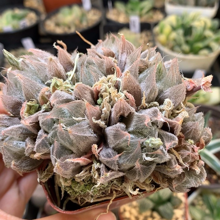 毛玉露带盆土发货
