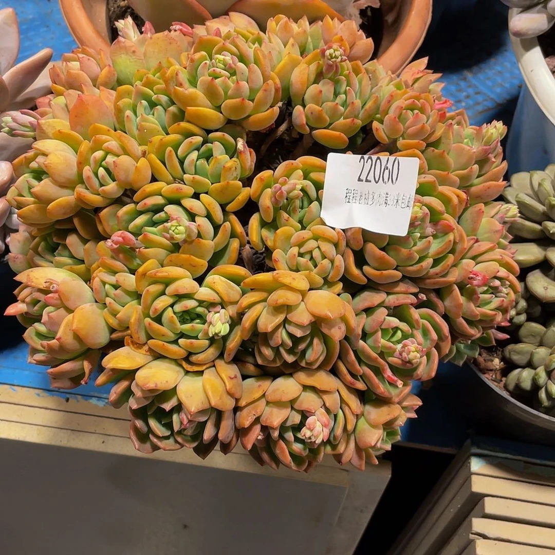 萱**r芬达22060多肉