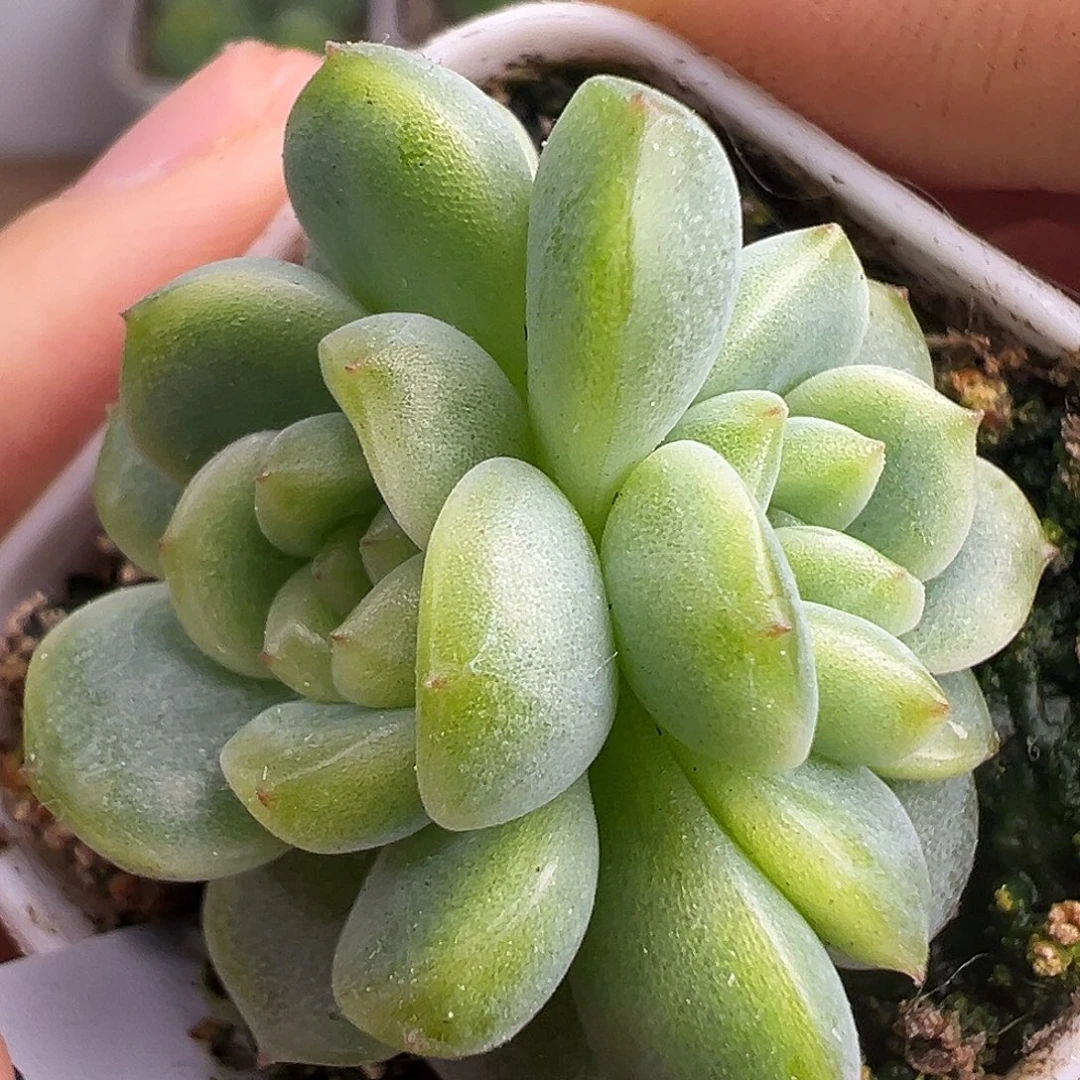 福利。双头P26甜心。