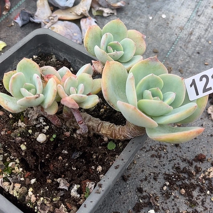 共***赢121不售后白凤脱土发货不退不换