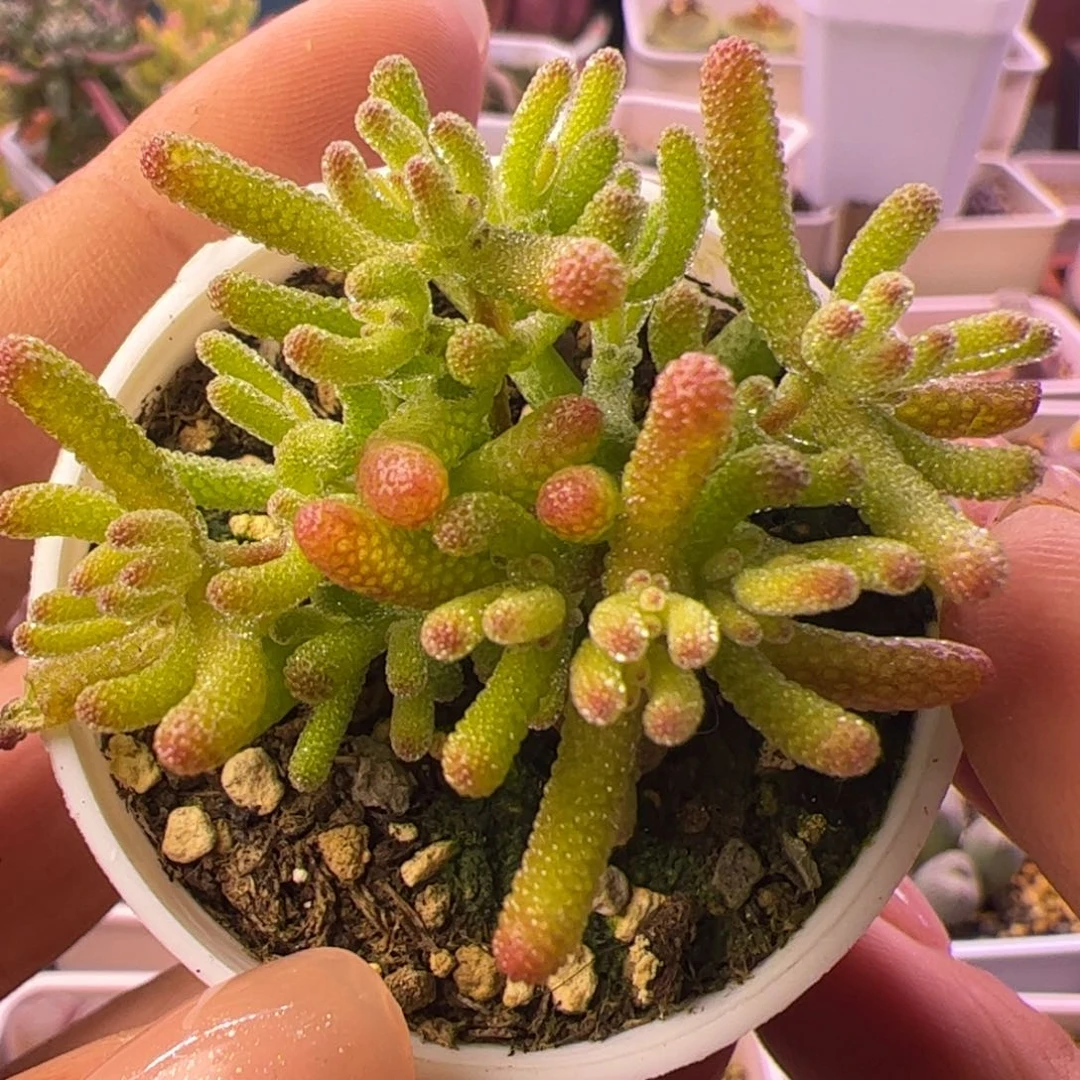 炸多肉植物枝干米冰