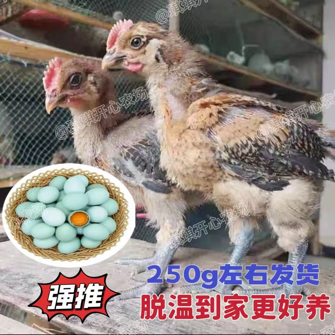 散养宠物鸡青脚麻羽绿壳蛋鸡 半斤左右发货活体包邮顺丰保活到家
