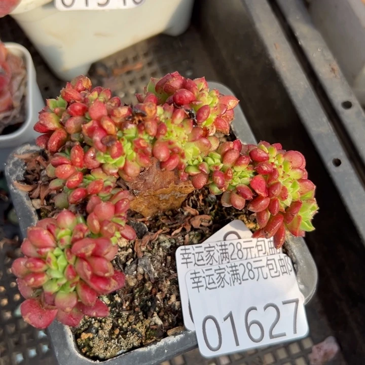 幸运的是我还在努力幸运