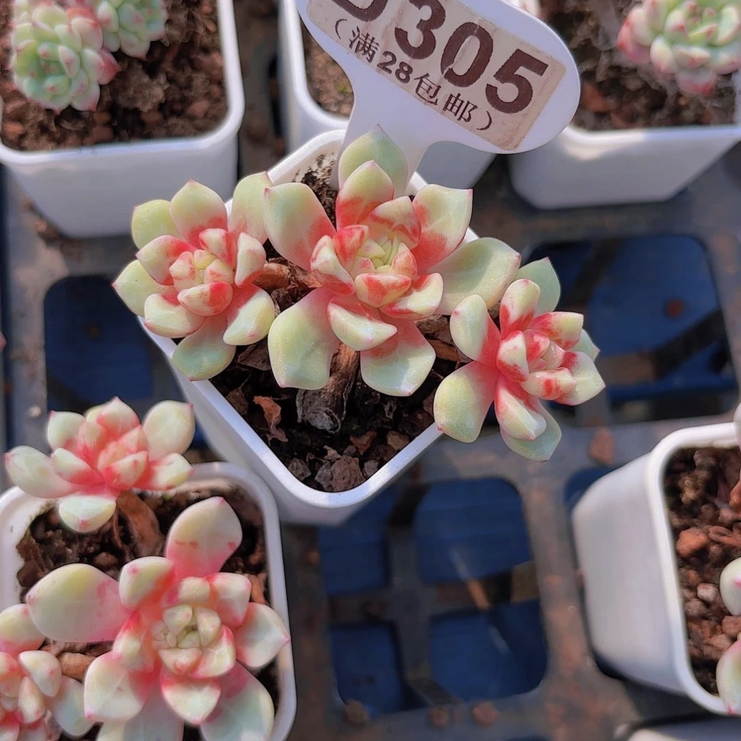 D305勿忘我一物一拍多肉