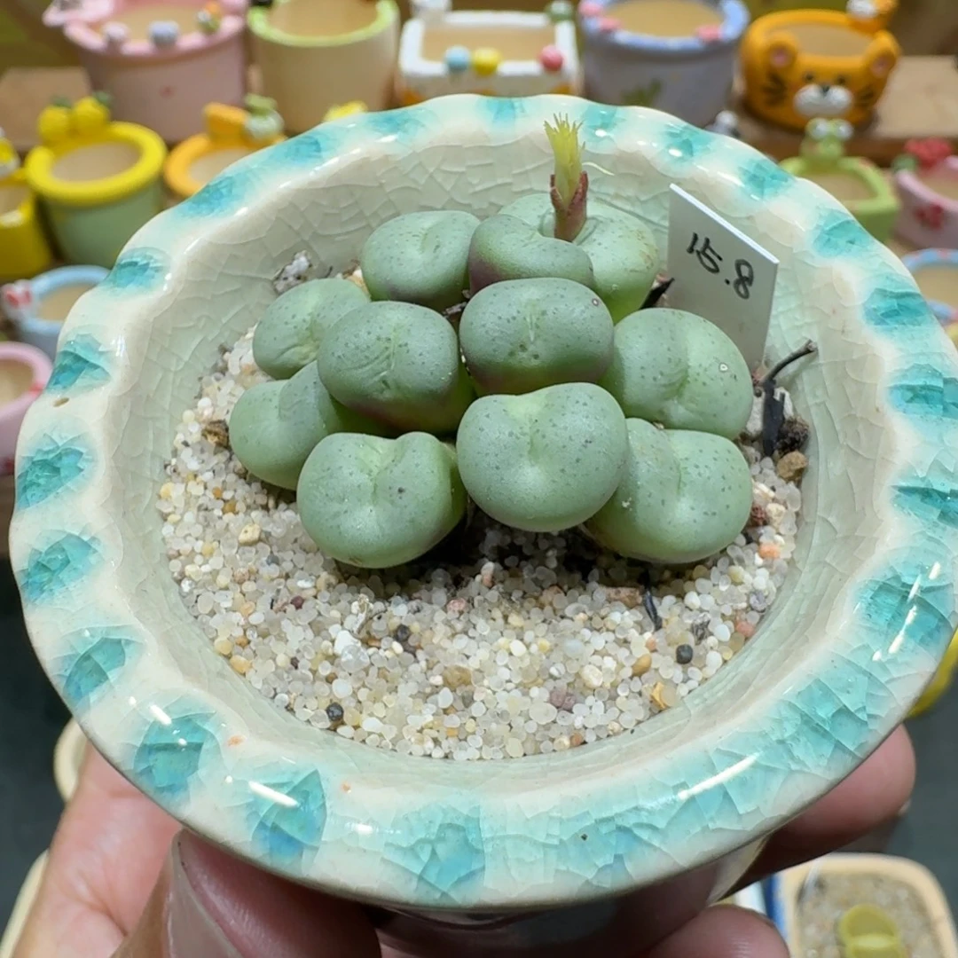 蘑菇1194肉锥群多肉植物