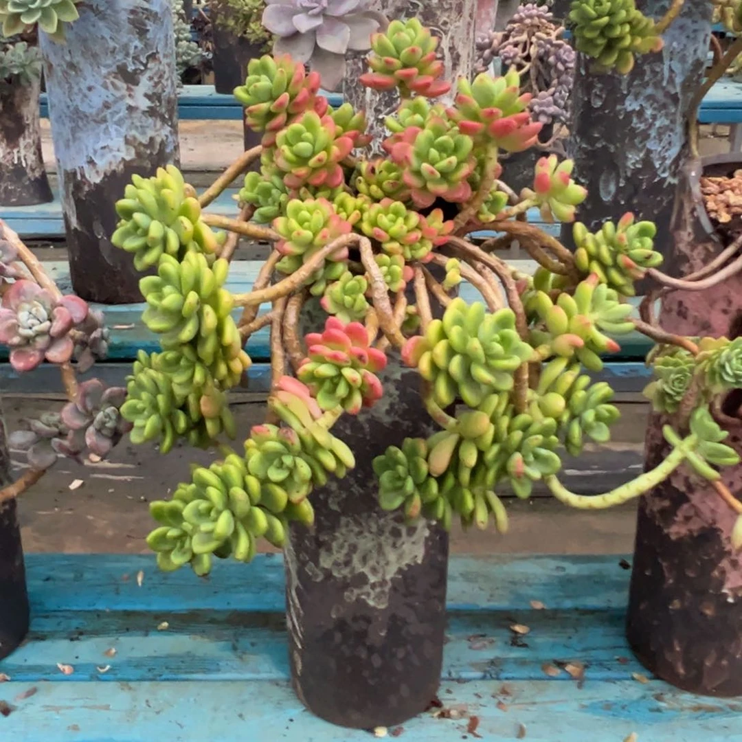 老桩香格里拉裸肉发货