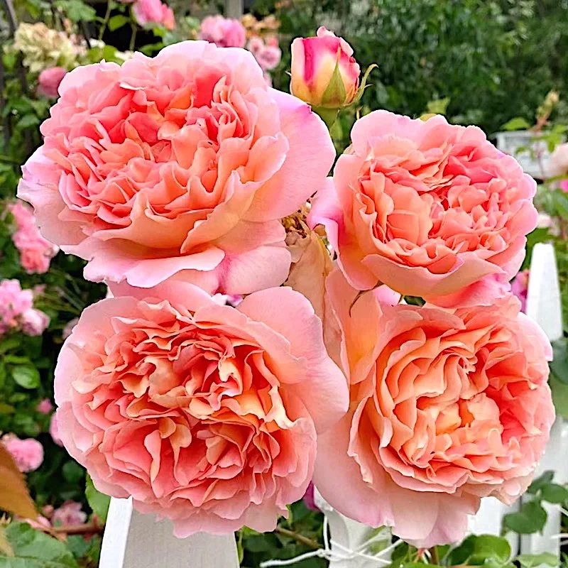 亚伯拉罕爬藤月季花苗藤本欧月大花浓香四季开花灌木观花花卉植物