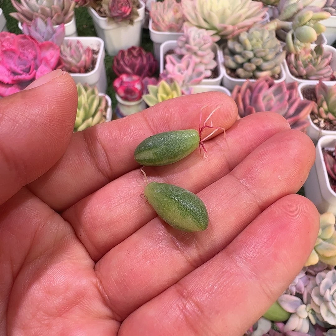 菏***肉多肉植物多肉植物