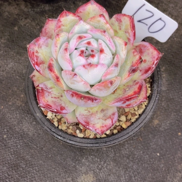 友家多肉一物一拍120