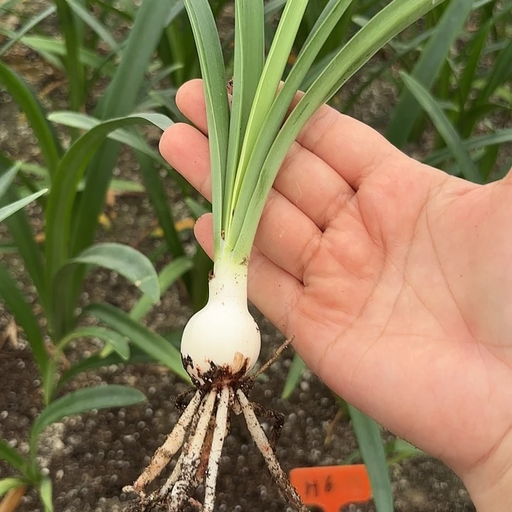 无花朵澳朱系粉漂亮2+