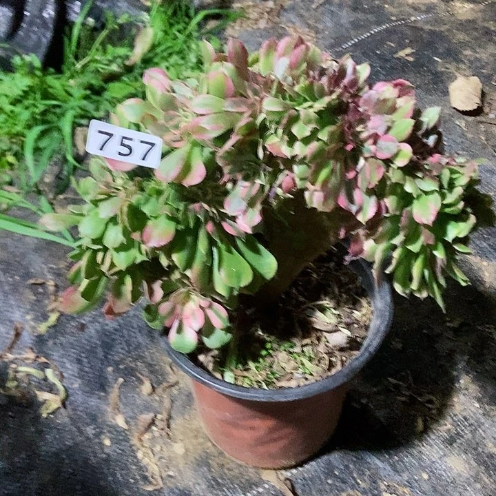 757香妃缀化老板子