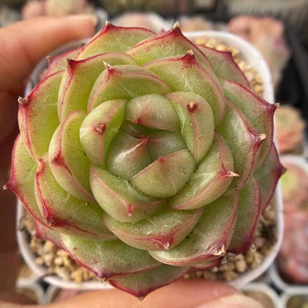 云初麦秆5263号。