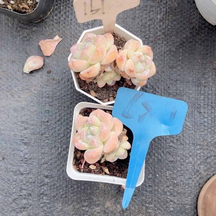 晨语多肉，一物一拍161,689