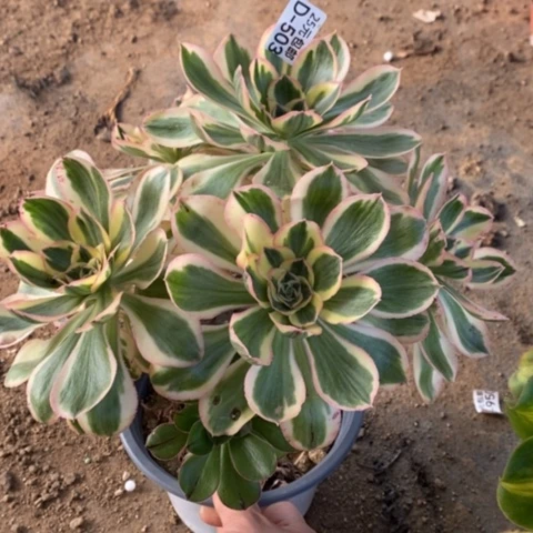 503燕姿锦锦满25包邮