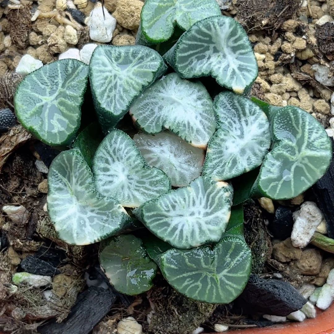 46翡翠龙万象锦福利专场