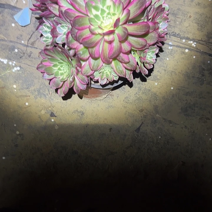 多肉链接一物一拍76