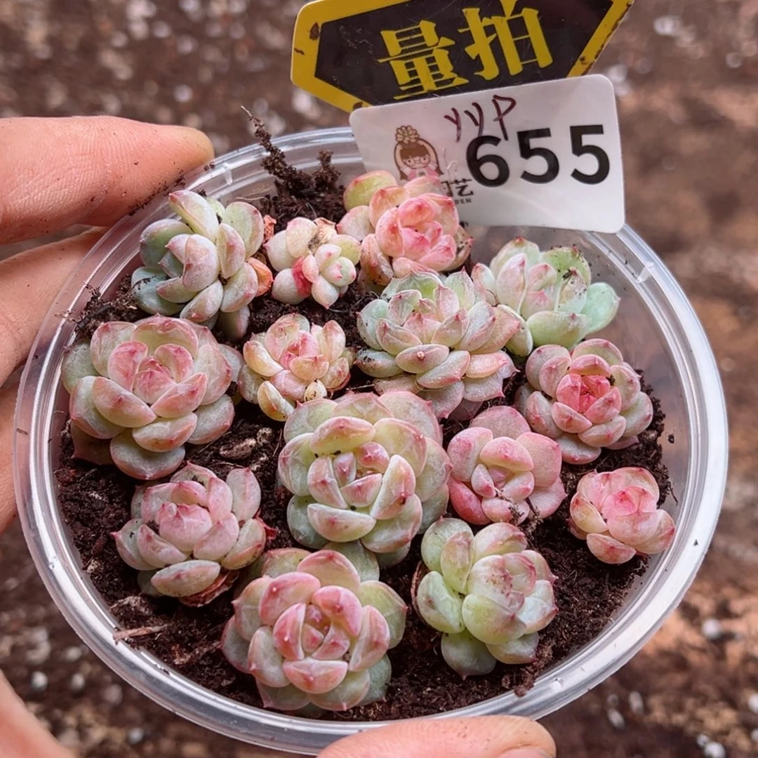 多肉植物多肉植物