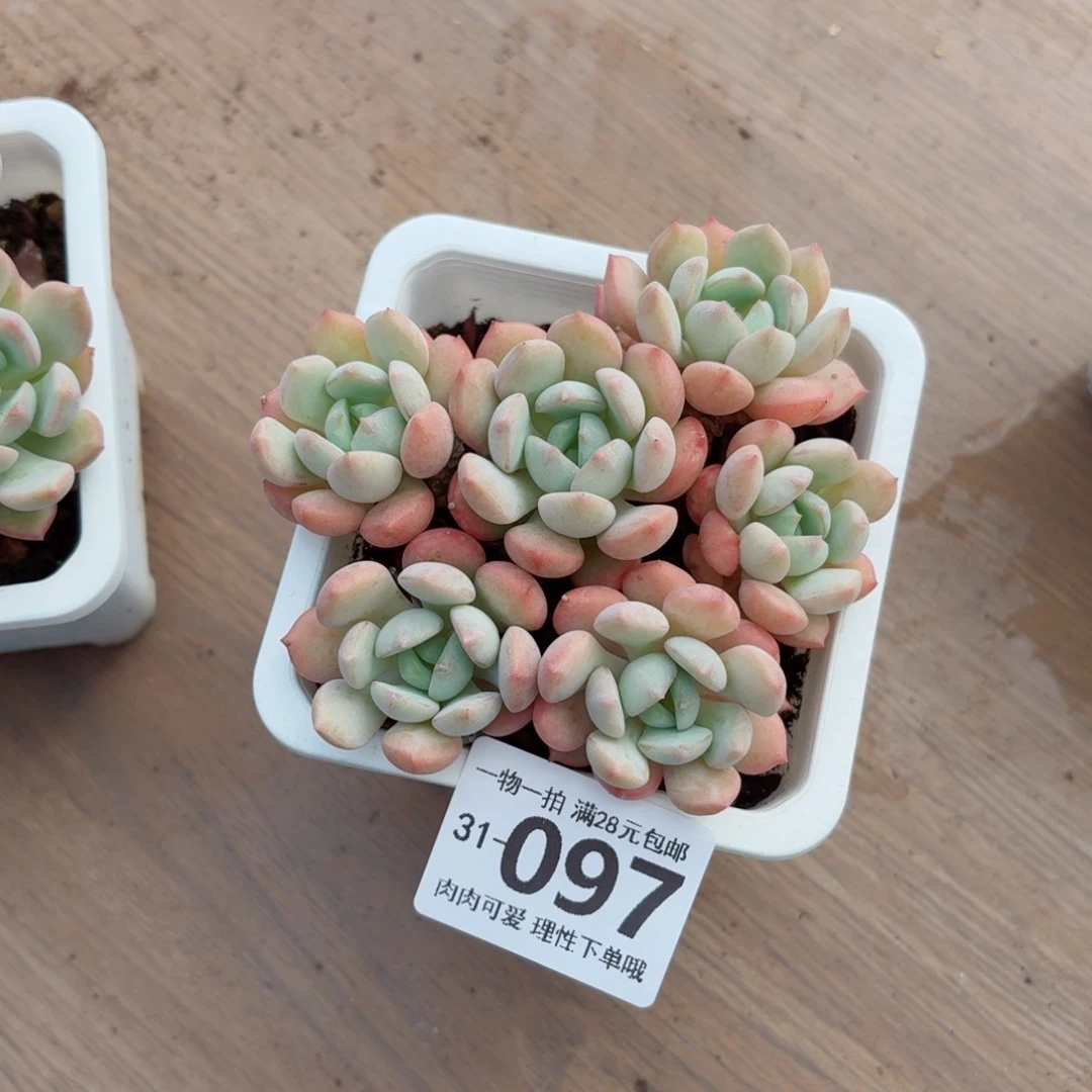 蜜桃格林无盆土无发货无盆土发货无