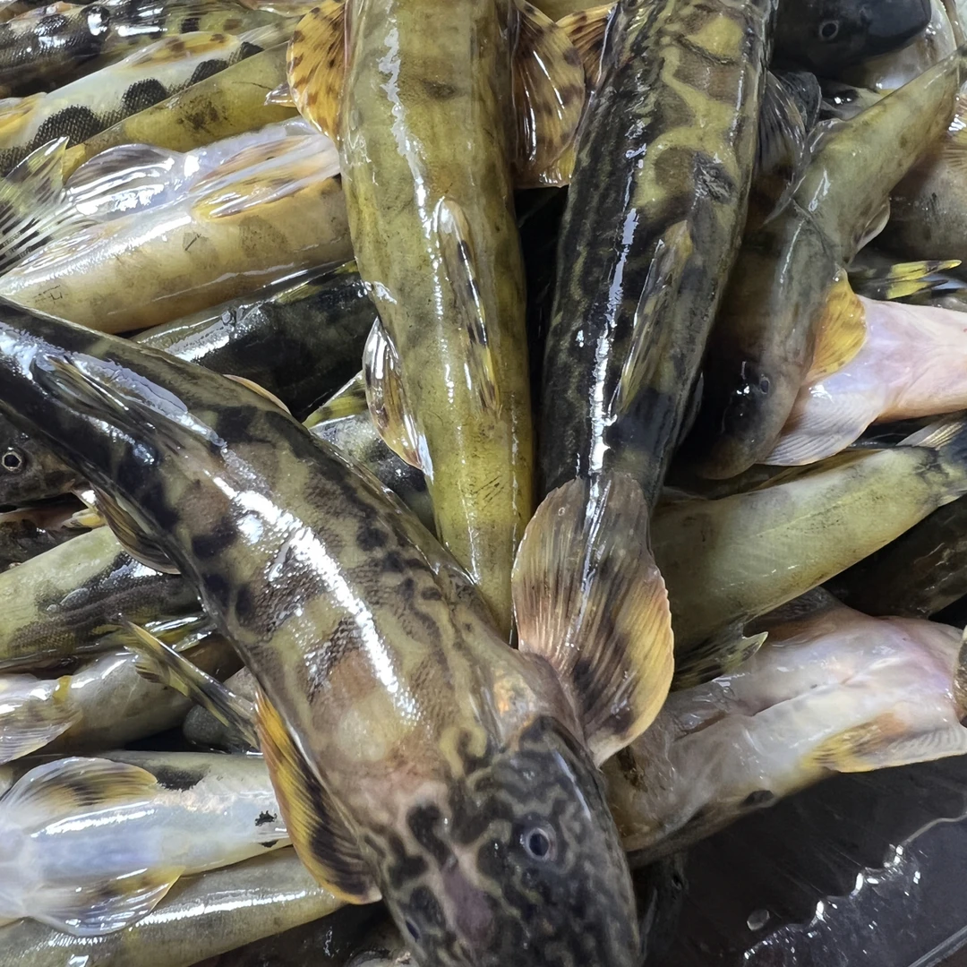 野生爬石鱼2斤高品质新鲜速冻爬石鱼溪水鱼石爬子冷冻发货顺丰