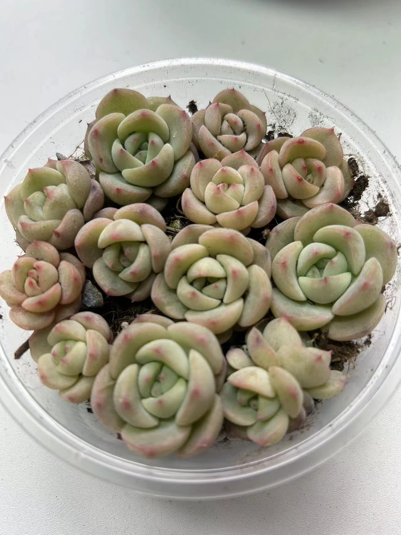 精品贵货多肉切糕一盒(QF660)