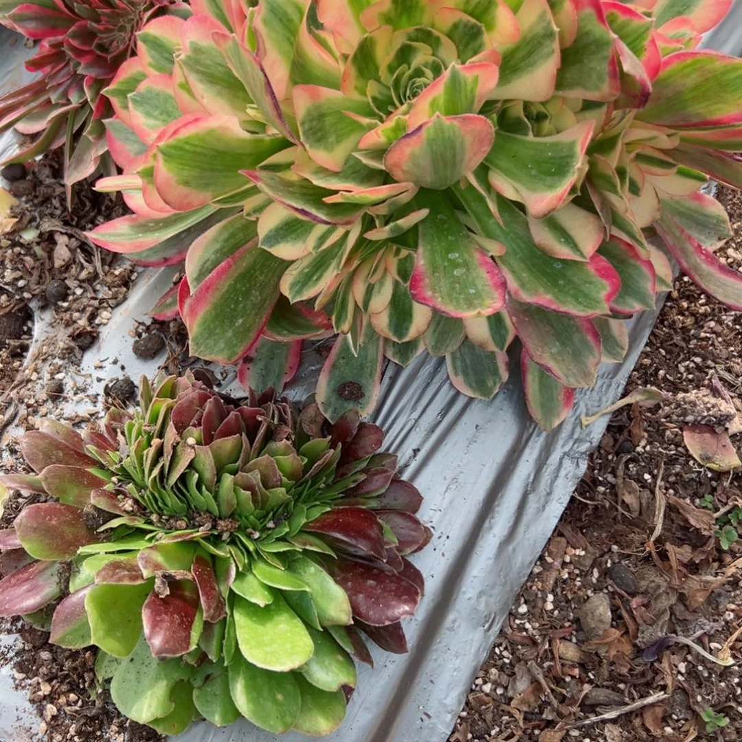 666 号多肉植物法师新年福利